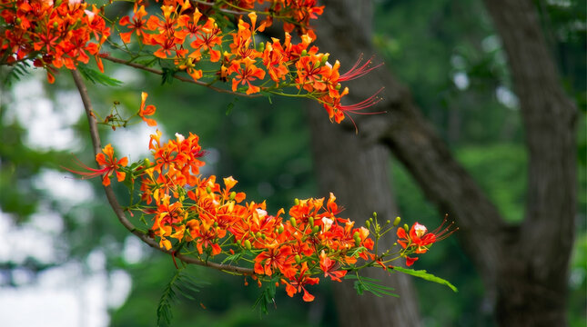 Beautiful vibrant orange Royal Poinciana flowers, also known as Delonix regia or flame tree blossoms, blooming in a tropical garden.