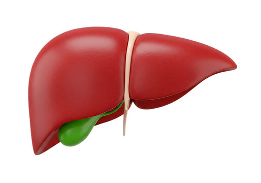 3d illustration of human liver and gallbladder isolated on transparent background