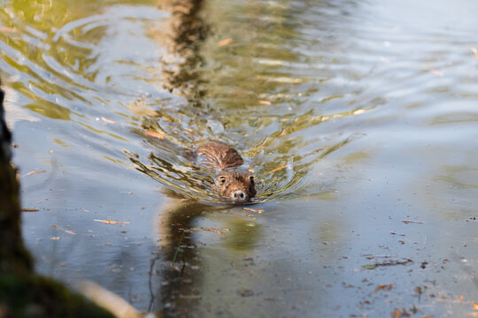 Vertical photo of cute wild nutria eating food on small grass island in water, wet brown coypu sitting near pond river lake shore eating vegetable piece at zoo park or reserve on sunny spring day