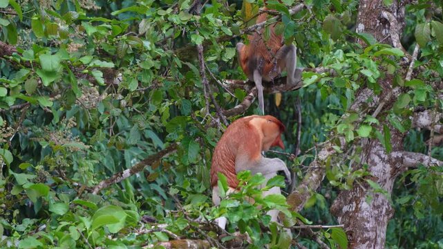 Handheld 4K shot of an adult male proboscis monkey foraging and eating fresh leaves in the lush tropical canopy along the Kinabatangan River, Borneo.