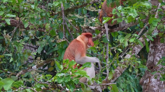A handheld 4K close-up shot of a male proboscis monkey with its characteristic nose, resting in the lush canopy along the Kinabatangan River in Borneo, Malaysia.