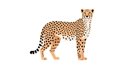 Majestic cheetah standing in side profile view © lamiring