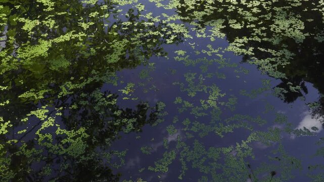 Green duckweed on pond water surface with moving clouds reflection, POV, 4K with copy space and natural audio of forest birds singing and a gentle breeze. 