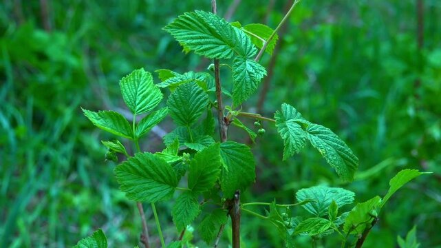 Raspberry leaves close-up. Green leaves.