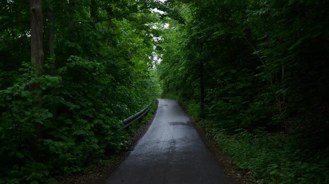 A narrow path glistens with rain as it winds through a lush green forest. Perfect for nature documentaries or travel content highlighting Norway's natural beauty.