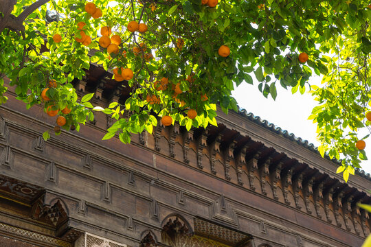 the bitter orange tree with blurry exquisite islam pattern in the background, Moroccan architecture 