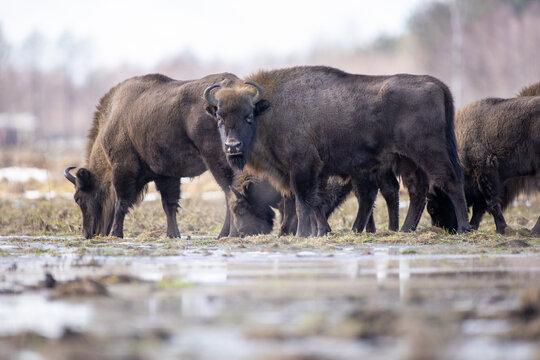 View of a herd of European bison grazing in a marshy field with patches of snow and water in Bialowieza, Podlaskie Voivodeship, Poland.