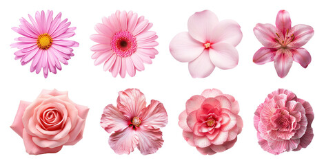 Naklejka premium PNG Pink flowers variety collection beauty on transparent background