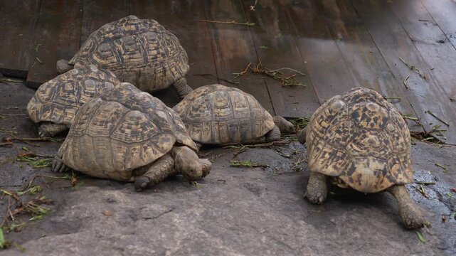 Tortoise in a nature park in Morogoro showcasing wildlife conservation, biodiversity, and the beauty of the natural environment.