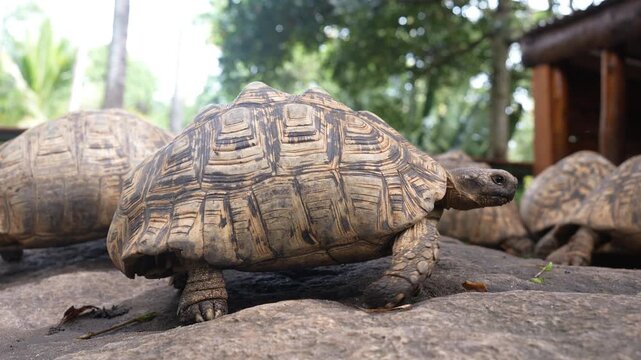 Tortoise in a nature park in Morogoro showcasing wildlife conservation, biodiversity, and the beauty of the natural environment.