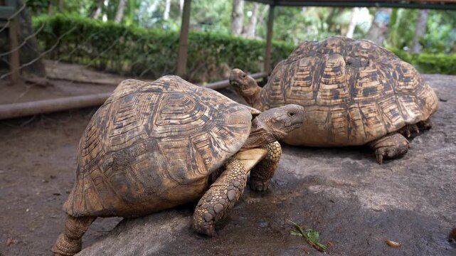 Tortoise in a nature park in Morogoro showcasing wildlife conservation, biodiversity, and the beauty of the natural environment.