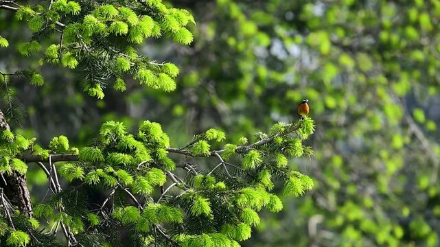 An Indian Blue Robin perches on a fresh evergreen branch, singing amidst vibrant spring foliage in a peaceful forest environment.