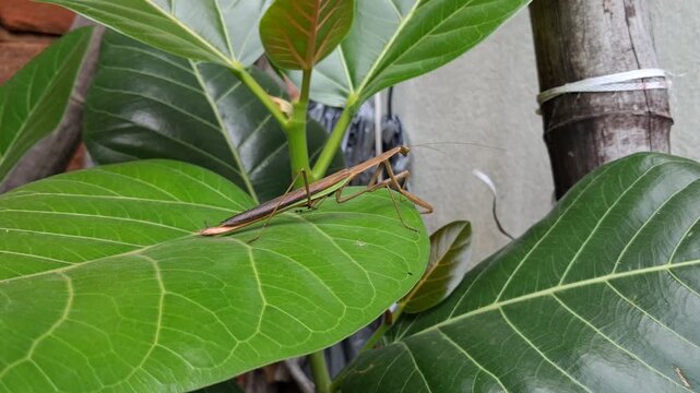 A brown praying mantis clings to a tree trunk, perfectly camouflaged among branches, displaying nature&rsquo;s adaptation skills.,A brown praying mantis rests on a green leaf, blending perfectly with nature