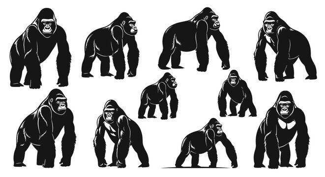 Powerful primate silhouettes standing and walking in black and white