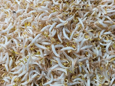 Close up of fresh raw bean sprouts or tauge piled as food background.