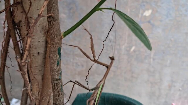 A brown praying mantis clings to a tree trunk, perfectly camouflaged among branches, displaying nature&rsquo;s adaptation skills.,A brown praying mantis rests on a green leaf, blending perfectly with nature