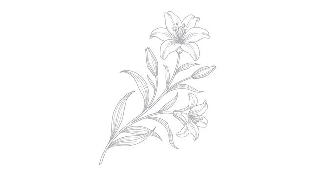 Lily flower branch with blooming petals and buds line art