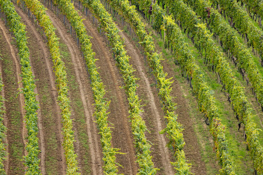 View of lush green and yellowing grapevine rows planted in brown soil on a rolling hillside South Moravian Region, Czechia.