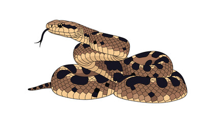 Obraz premium Detailed illustration of a brown and black patterned snake coiled up and ready to strike, with its tongue flicking out, on a white background.