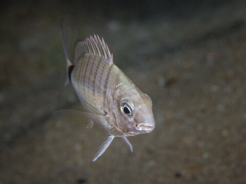 Diplodus sargus