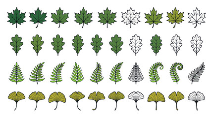 Assorted hand drawn tree leaves including maple oak and fern © Jarwo