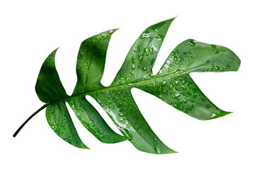 Tropical green leaf, Split foliage with water droplets isolated on white background © pernsanitfoto