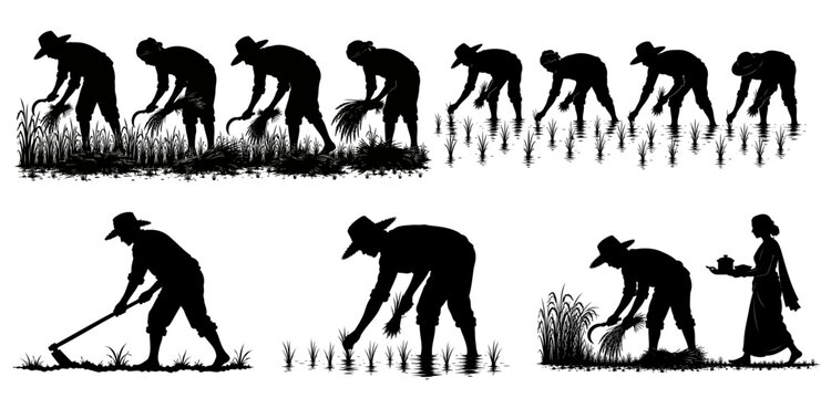 Silhouettes of farmers working in rice fields