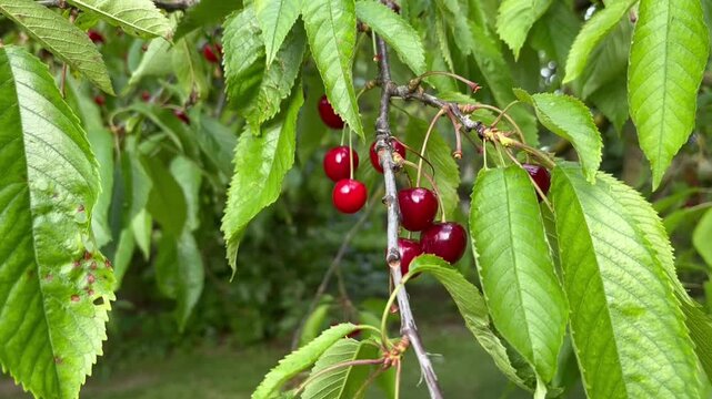 Close up video of ripe sweet cherries hanging on branches of a cherry tree in a sunny summer orchard. Fresh red fruits surrounded by green leaves in a natural garden environment. Concept of organic fa