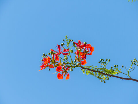 Bright red-orange Gulmohar (Delonix regia) flowers and buds on a branch against a clear blue sky. Perfect for tropical nature, summer, botanical, landscaping, environmental, and travel-themed projects
