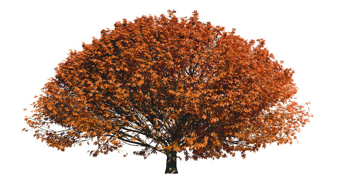 Isolated tree with transparent background. Asculus hippocastanum or the horse chestnut. Autumn version.