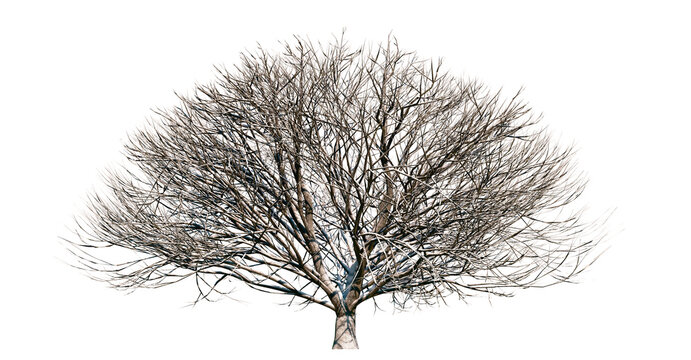 Isolated tree with transparent background. Asculus hippocastanum or the horse chestnut. Winter version.