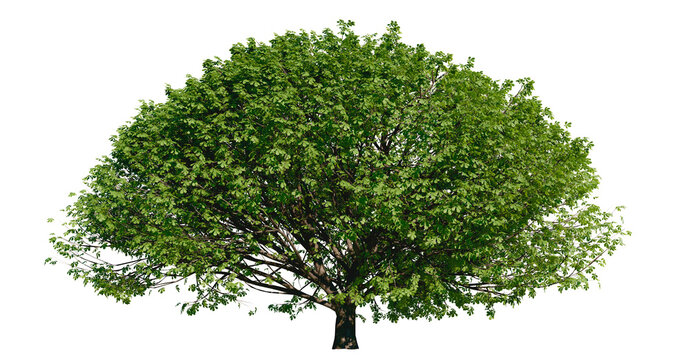 Isolated tree with transparent background. Asculus hippocastanum or the horse chestnut. Summer version.