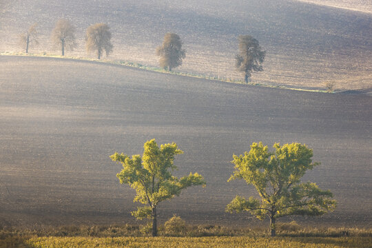 View of rolling agricultural hills with rows of trees and plowed fields under a soft morning mist in Nasedlovice, Jihomoravsky kraj, Czechia.