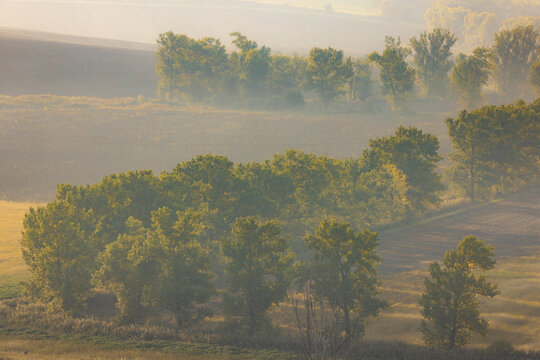 View of rolling hills and rows of leafy trees shrouded in morning mist under soft golden light in a rural landscape Nasedlovice, Jihomoravsky kraj, Czechia.