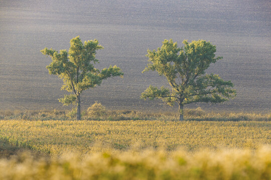 View of two green trees standing in a rural field with rolling hills in the background under soft light Nasedlovice, Jihomoravsky kraj, Czechia.