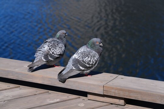 Feral city pigeons (rock doves living in urban environment), Columba Livia species. Birds in Oslo, Norway.