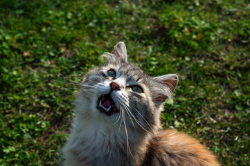 Obraz premium cat on grass