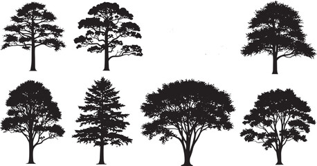 Obraz premium Black and white of various tree types with detailed foliage deciduous coniferous