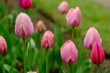 Fototapeta premium Pink tulips are blooming in a garden, surrounded by lush green foliage and a softly blurred background, highlighting their vibrant colors