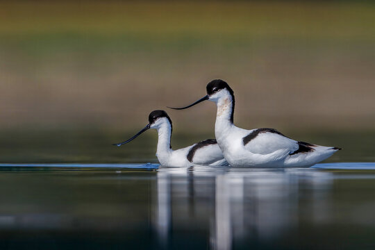 View of two Pied Avocets swimming on a calm lake with reflections on the water surface and a soft blurred background in Uchhali, Punjab, Pakistan.