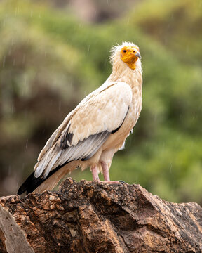 View of an Egyptian vulture perched on a rugged rock with its white plumage and yellow face against a blurred green background in the rain Socotra, Yemen.