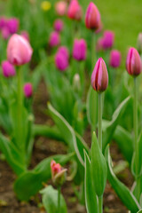 Fototapeta premium Pink tulips at different blooming stages surrounded by green leaves in a garden, showcasing vibrant colors and natural growth in spring