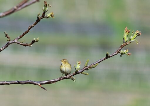 Zilpzalp (Phylloscopus collybita) in der Wachau im Fr&uuml;hling