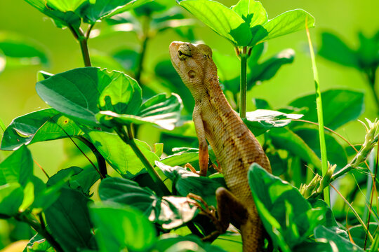 Oriental garden lizard looking up while sitting among green leaves
