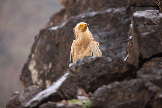 View of an Egyptian vulture perched on dark wet rocks during a light rain shower in Socotra, Yemen.