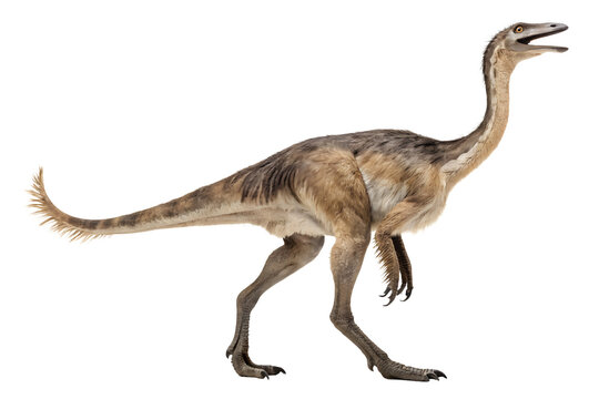 the gallimimus standing on transparent background