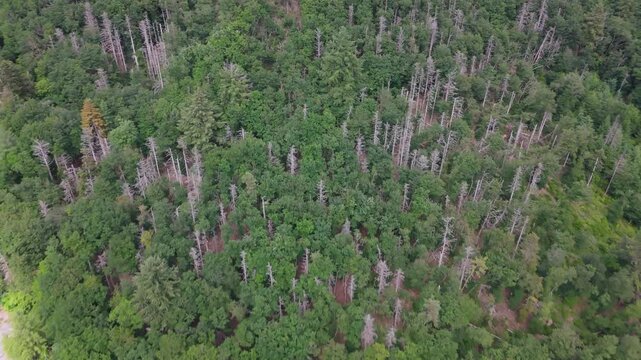 Dead spruce trees, climate change, weakened tree through prolonged drought and heat, bark beetle pest infestation, damaged timber, extreme weather conditions, monoculture, forest in Germany