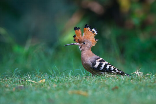 View of a hoopoe bird with its orange crest raised standing on green grass in a natural setting Sialkot, Punjab, Pakistan.
