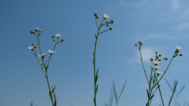 Annual Fleabane Wildflowers Swaying in Wind Against Blue Sky