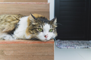 A fluffy calico cat resting on a wooden staircase at home © Stora Space